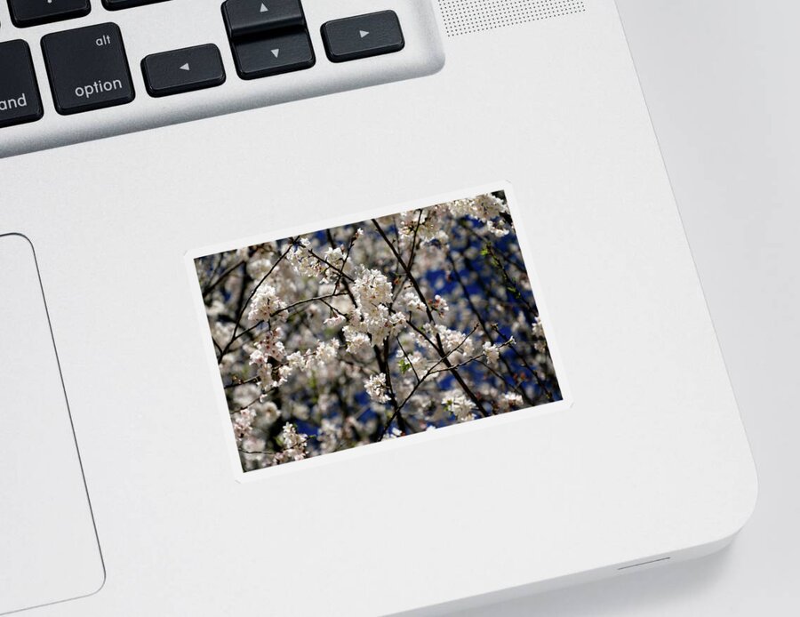 Flowering Cherry Sticker featuring the photograph Flowering Cherry Blossoms by Richard Krebs