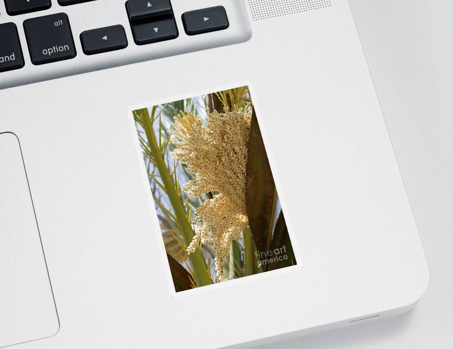 Date Palm Sticker featuring the photograph Flowering date palm and sunlight by Adriana Mueller