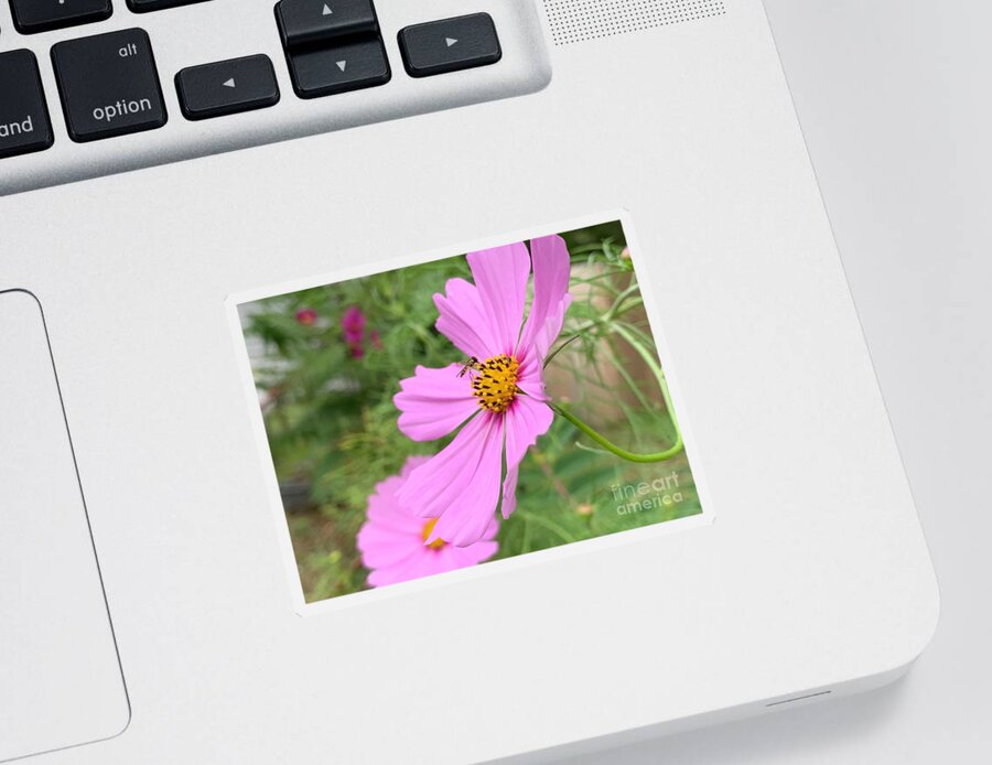 Flowers Sticker featuring the photograph Flowers and Bee by Catherine Wilson