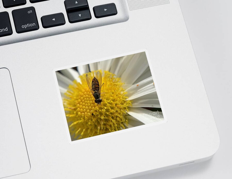Insect Sticker featuring the photograph Fly and Flowers by Catherine Wilson