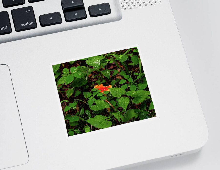 Amanita Muscaria Sticker featuring the photograph Fly Argic Mushroom -002 by Flees Photos