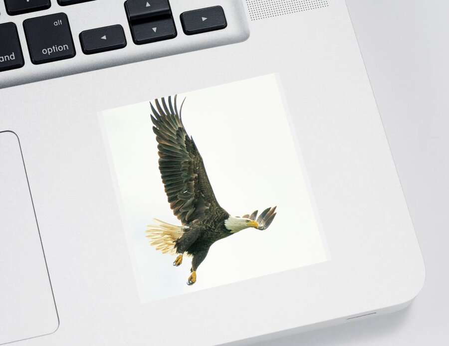 2020 Sticker featuring the photograph Fly Like an Eagle by Erin K Images