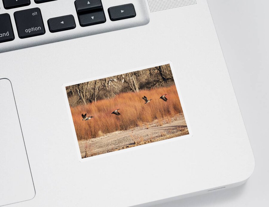 Geese Sticker featuring the photograph Flying Geese in the Bosque by Mary Lee Dereske