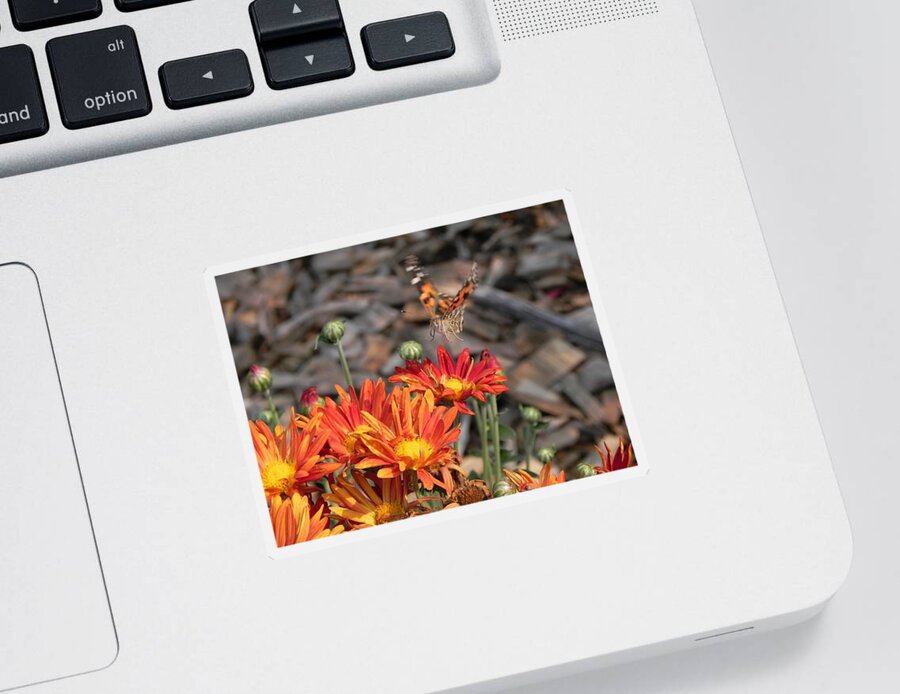 Flowers Sticker featuring the photograph Flying To The Next Flower by Amanda R Wright
