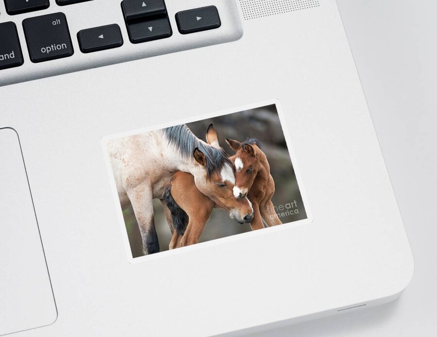 Mom & Baby Sticker featuring the photograph A Foal's Love by Shannon Hastings