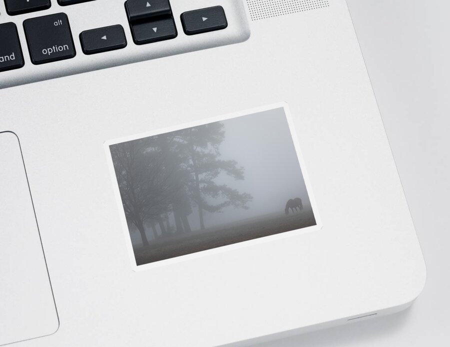 Horse Sticker featuring the photograph Fog on a Mellow Morning by Rachel Morrison