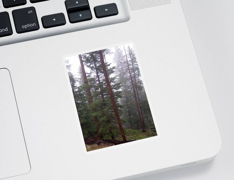 Trees Sticker featuring the photograph Foggy Trees by Amanda R Wright