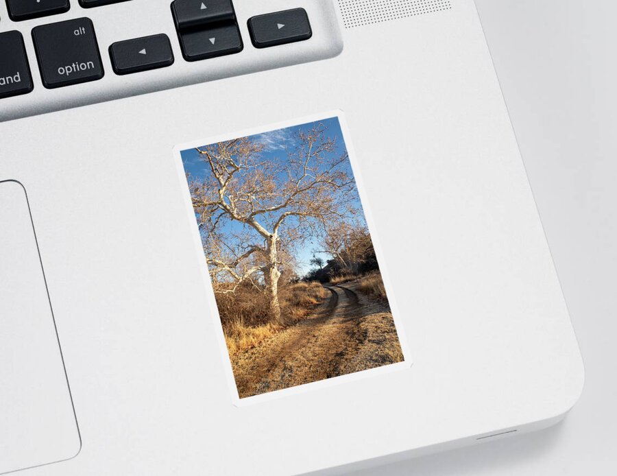 Trees Sticker featuring the photograph Follow the Road by the Sycamore Tree by Mary Lee Dereske