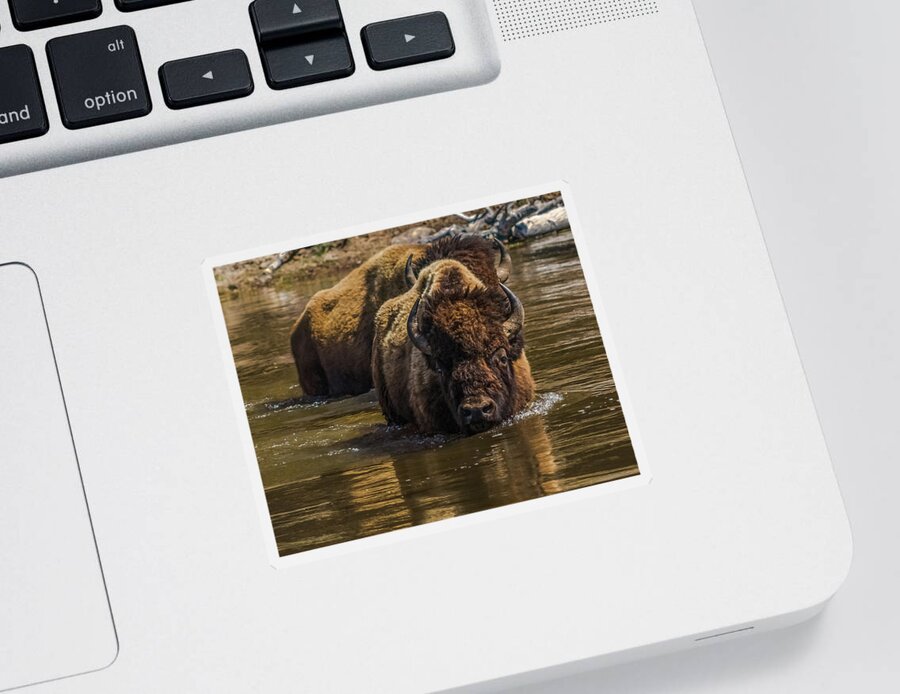 Bison Sticker featuring the photograph Fording The Madison River by Yeates Photography