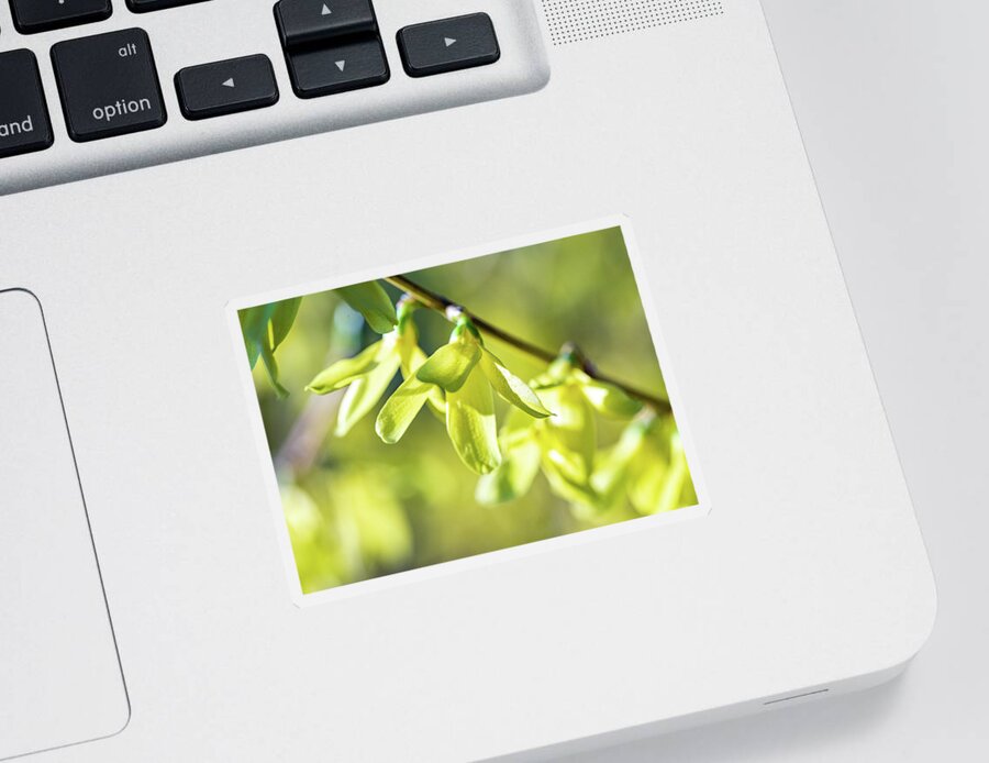Flower Sticker featuring the photograph Forsythia Branch by Amelia Pearn