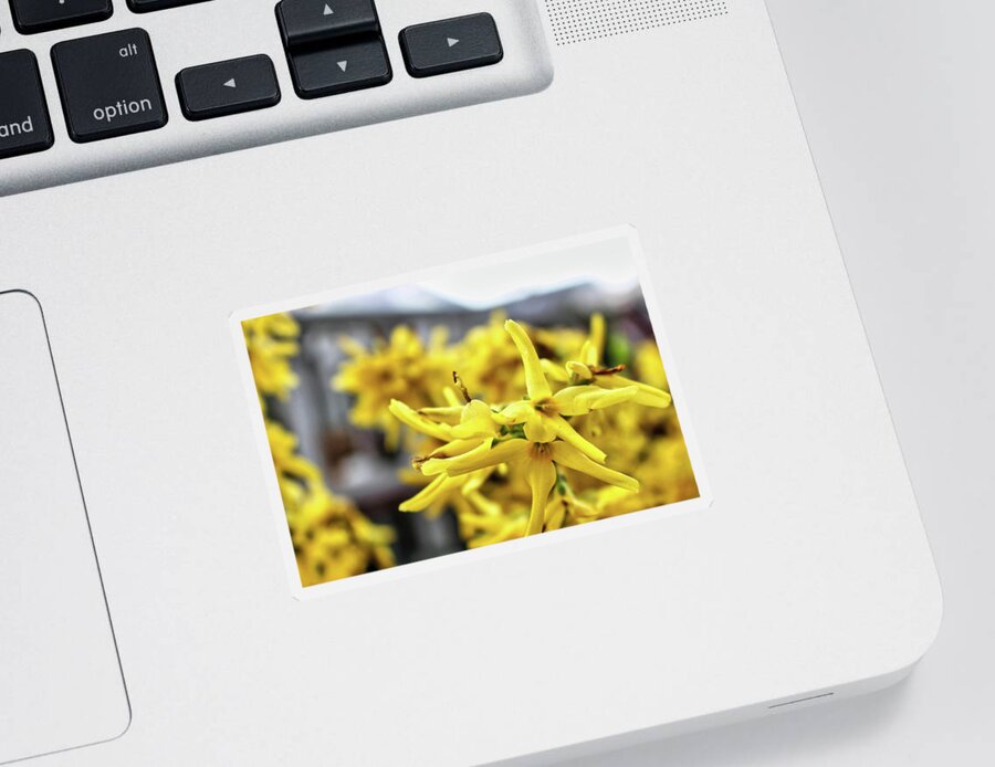 Forsythia Sticker featuring the photograph Forsythia Detail - Spring 2022 by Christopher Lotito