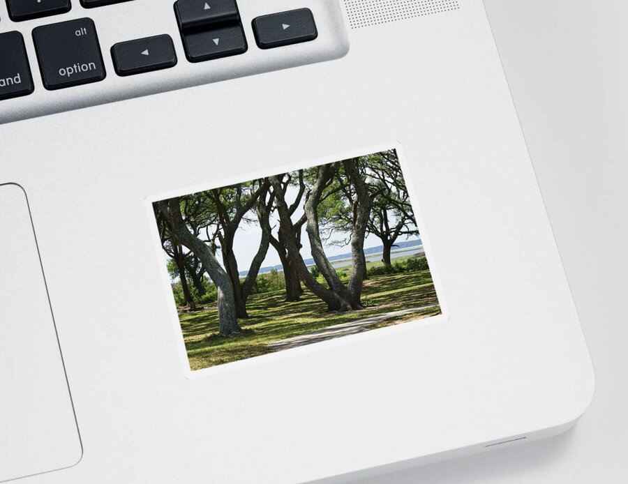  Sticker featuring the photograph Fort Fisher Gnarly Oaks by Heather E Harman