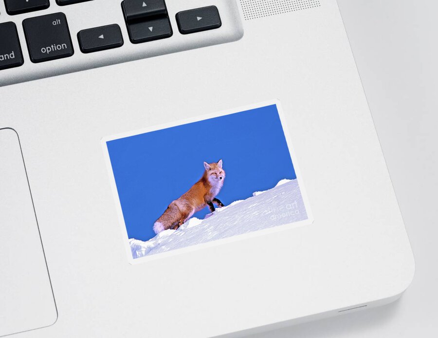 Fox Sticker featuring the photograph Fox In Snow by Gary Beeler