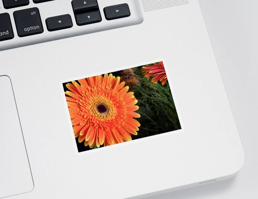 Gerbera Jamesonii Sticker featuring the photograph Fresh blooming Daisy flower  by Michalakis Ppalis