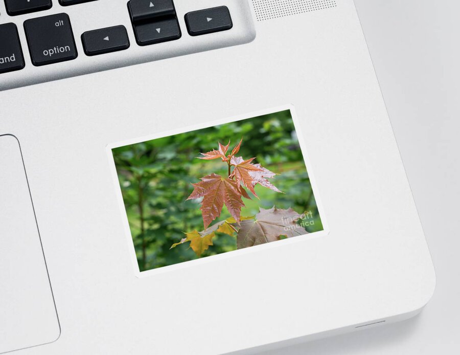 Maple Sticker featuring the photograph Fresh maple leaves by Adriana Mueller