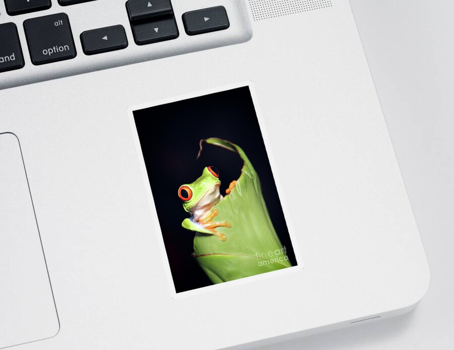 Wildlife Sticker featuring the photograph Frog in a leaf by Bob Hislop