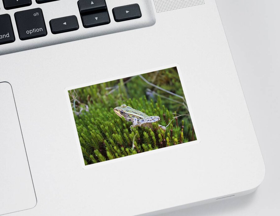 Frog Sticker featuring the photograph Frog in the Moss 3 by Ruth Kamenev