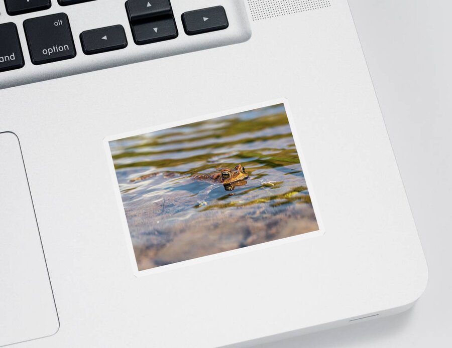 Frog Sticker featuring the photograph Frog in the Pond 2 by Amelia Pearn