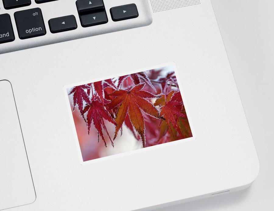 Astoria Sticker featuring the photograph Frost on Japanese Maple Leaves by Robert Potts