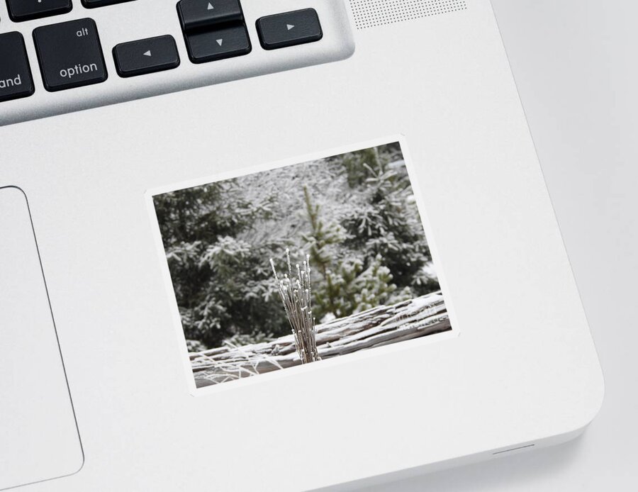 Frost Sticker featuring the photograph Frosted summer by Nicola Finch