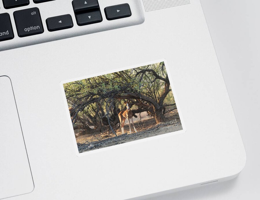 Cute Foal Sticker featuring the photograph Funny Face by Shannon Hastings