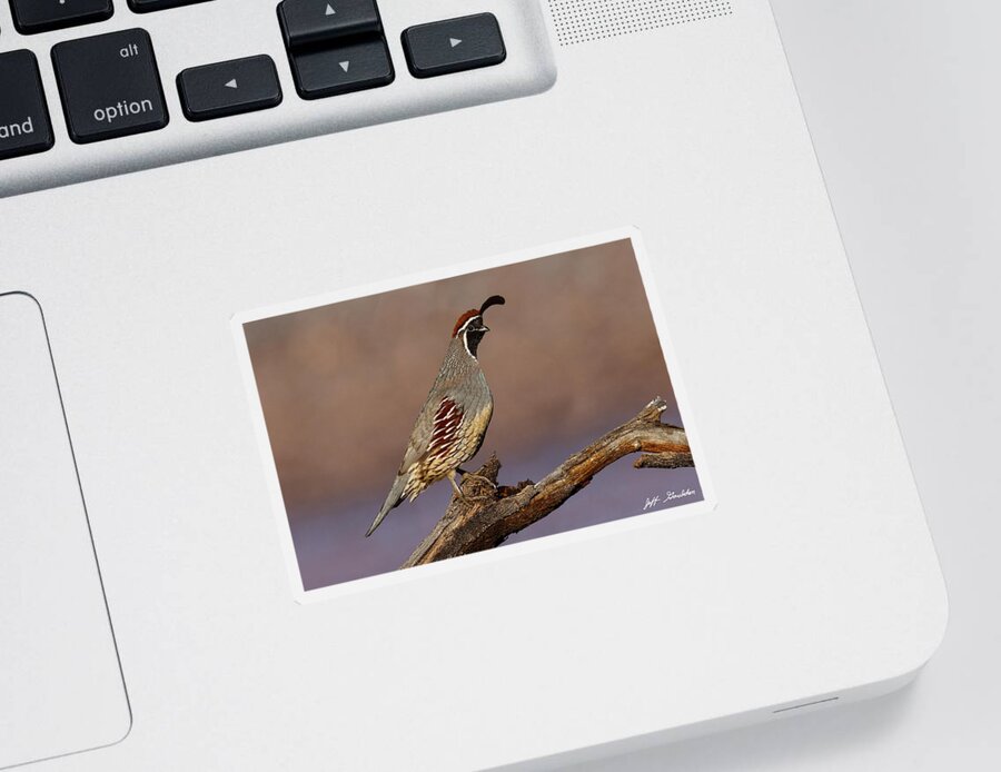 Animal Sticker featuring the photograph Gambel's Quail Perched on a Branch by Jeff Goulden
