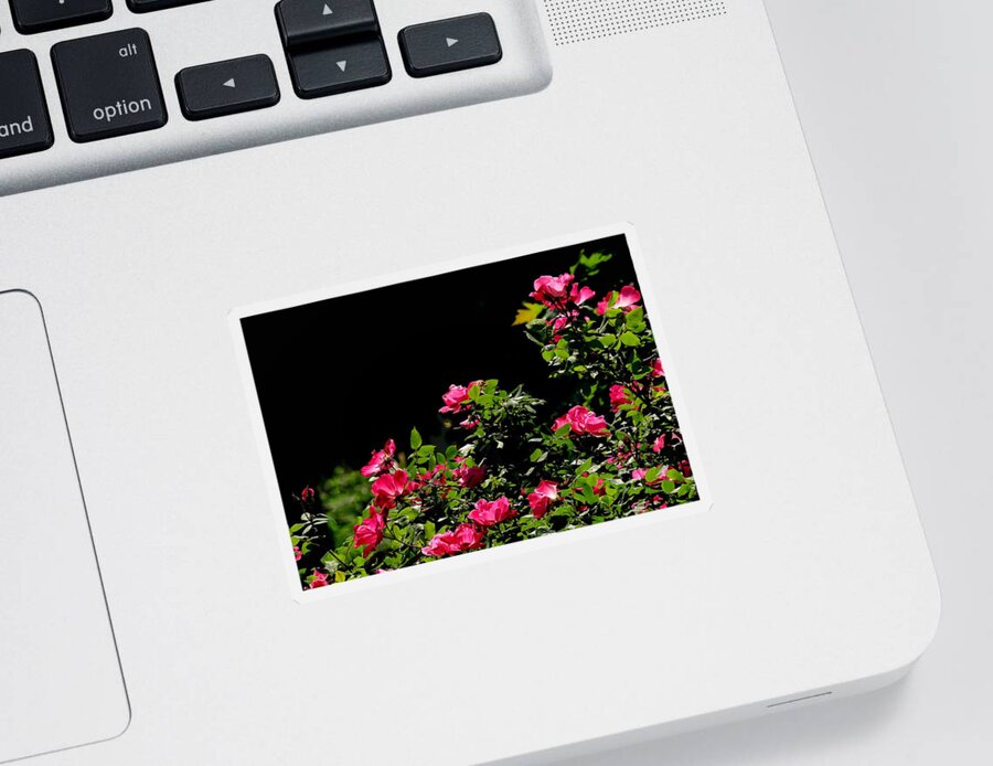 Roses Sticker featuring the photograph Garden Roses in Spring by Linda Stern
