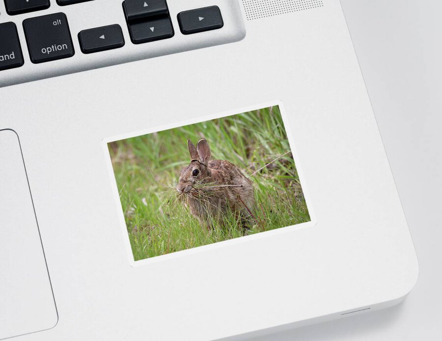 Eastern Cottentail Rabbit Sticker featuring the photograph Gathering For The Nest by Dale Kincaid