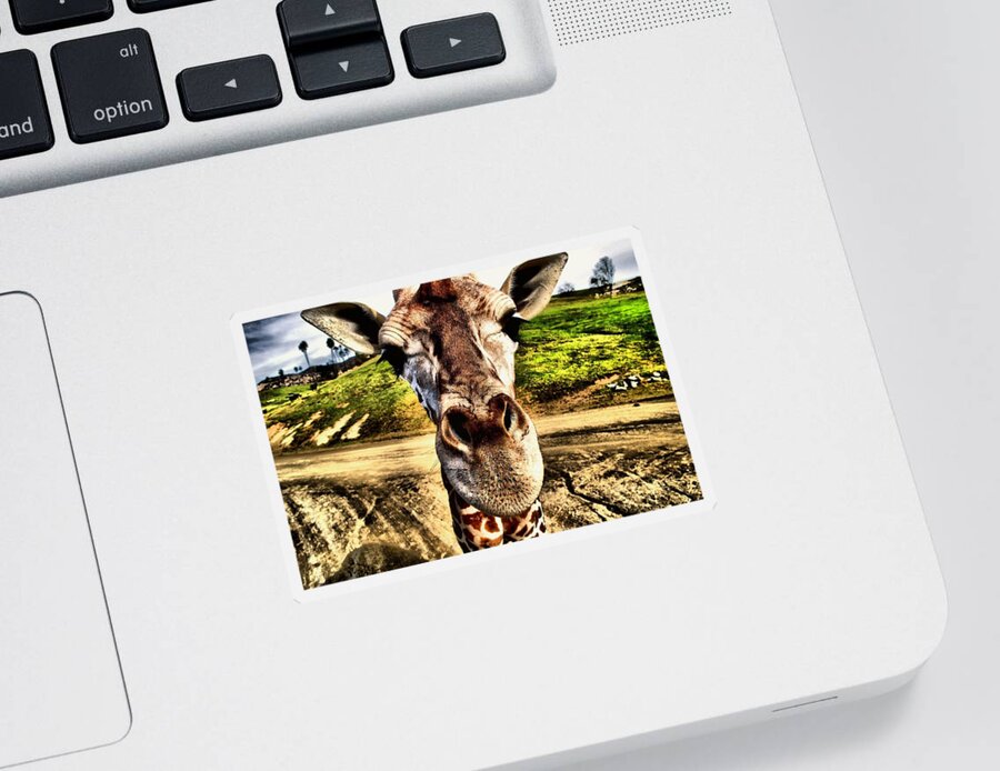 Wildlife Sticker featuring the photograph Geoff the Giraffe by Devin Wilson