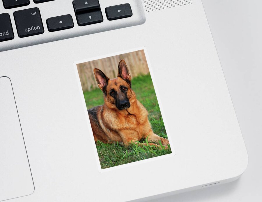 German Shepherd Sticker featuring the photograph German Shepherd Dog Portrait - Forrest 1 by Angie Tirado