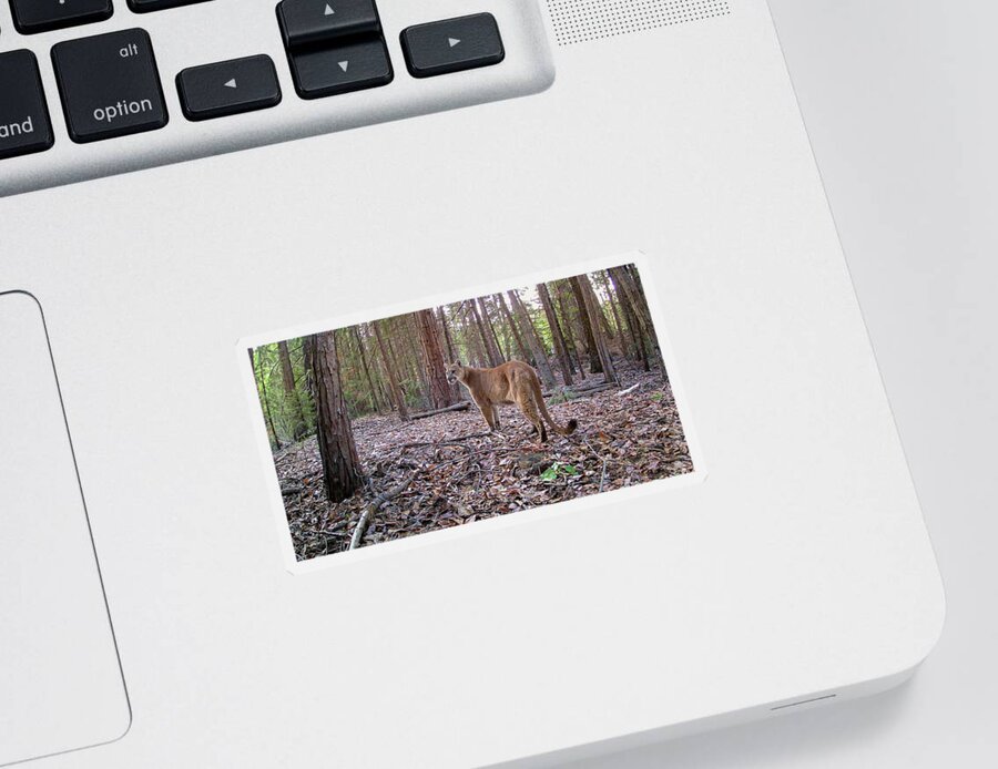 Mountain Lion Sticker featuring the photograph Ghost Cat by Randy Robbins