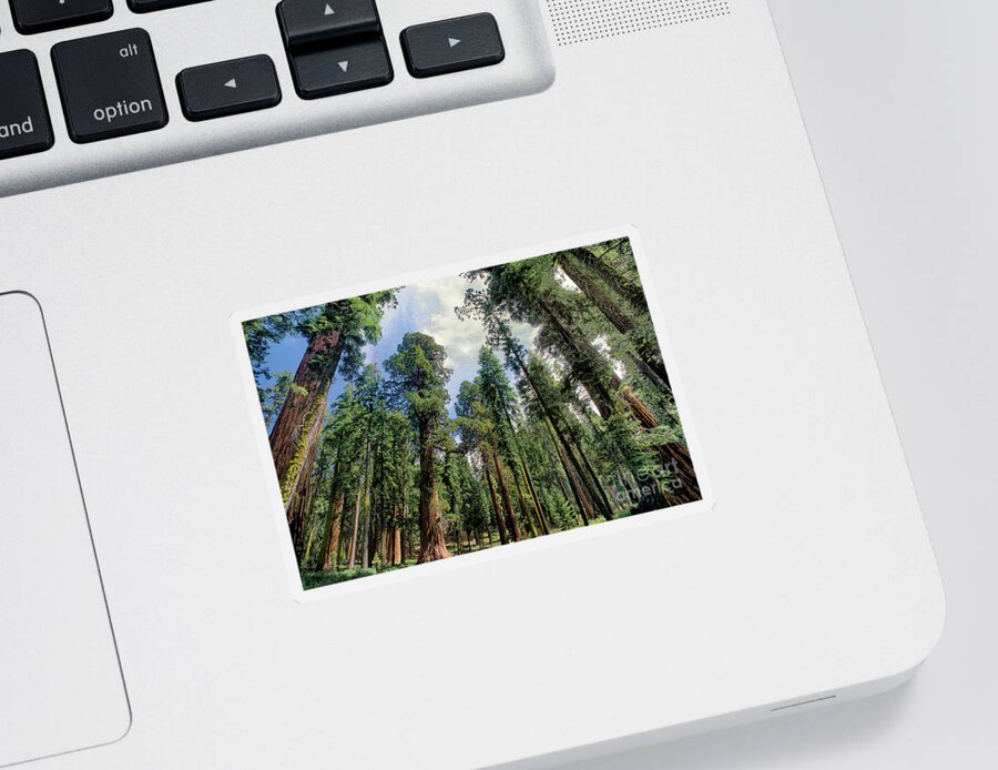 Dave Welling Sticker featuring the photograph Giant Sequoias Sequoiadendron Gigantium Yosemite by Dave Welling