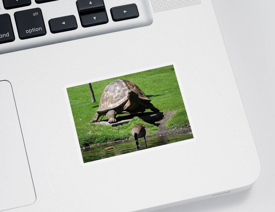 Canadian Geese Sticker featuring the photograph Giant Tortoise And Geese by Ee Photography