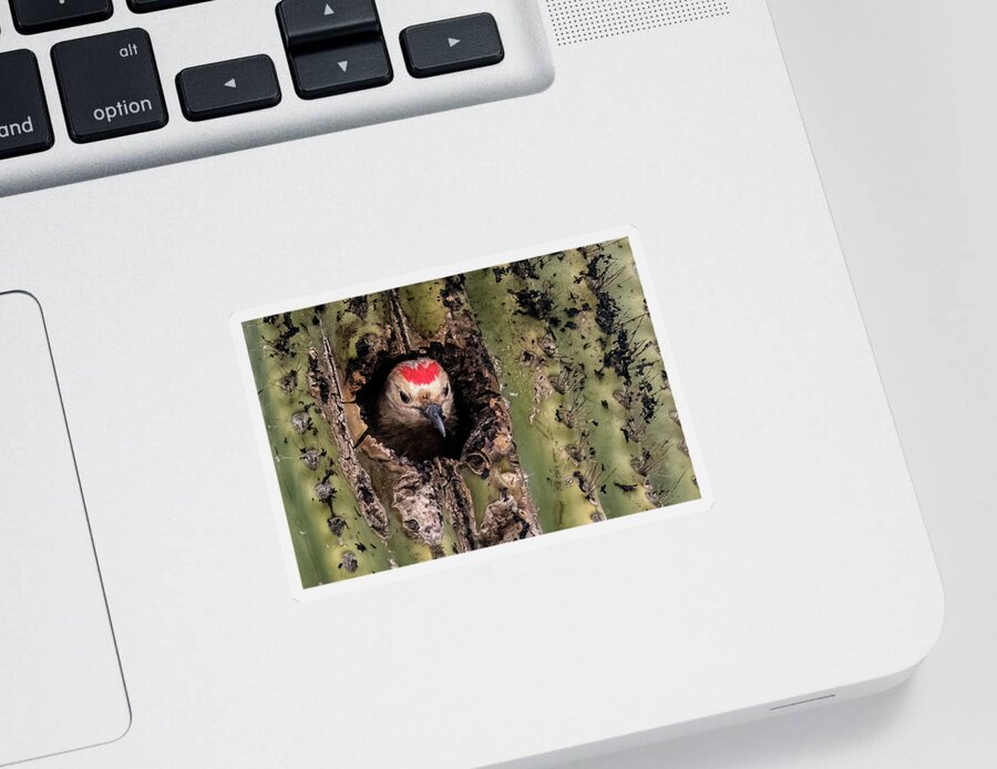 Gila Woodpecker Sticker featuring the photograph Gila Woodpecker 6962-031923-3 by Tam Ryan