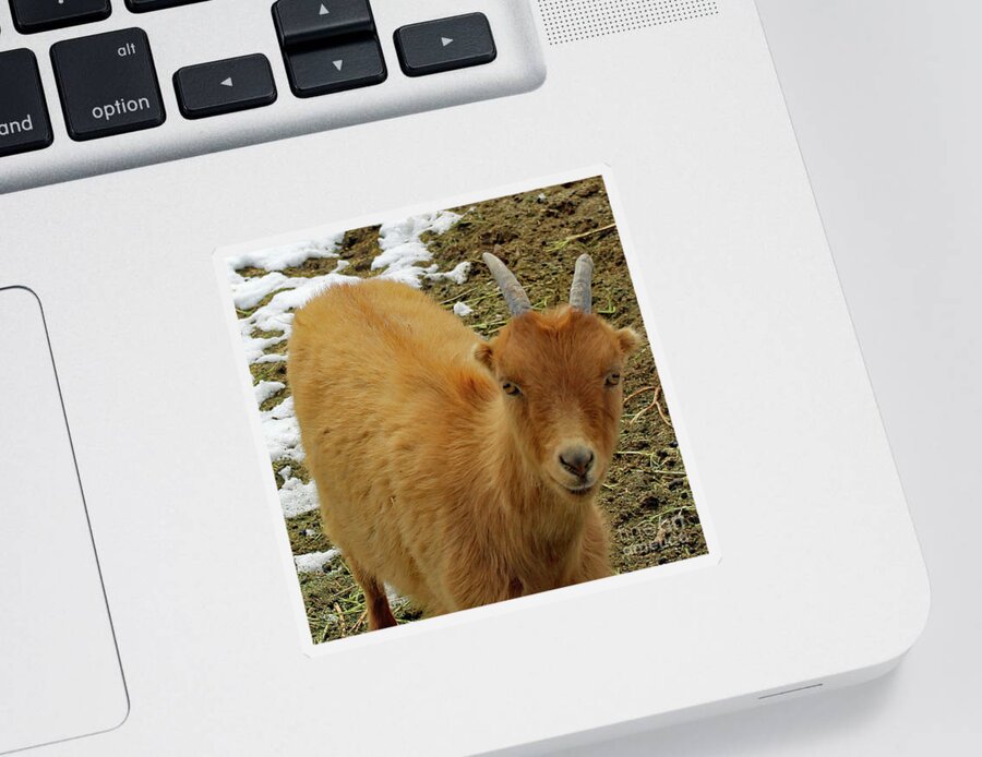 Goats Sticker featuring the photograph Ginger by Doug Miller
