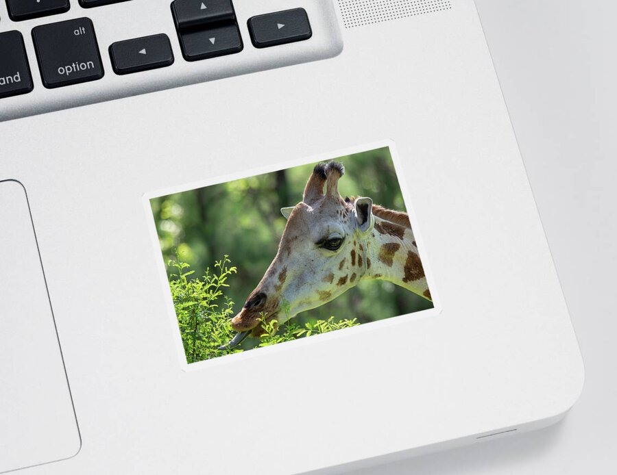 Giraffe Sticker featuring the photograph Giraffe browsing on leaves by Gareth Parkes