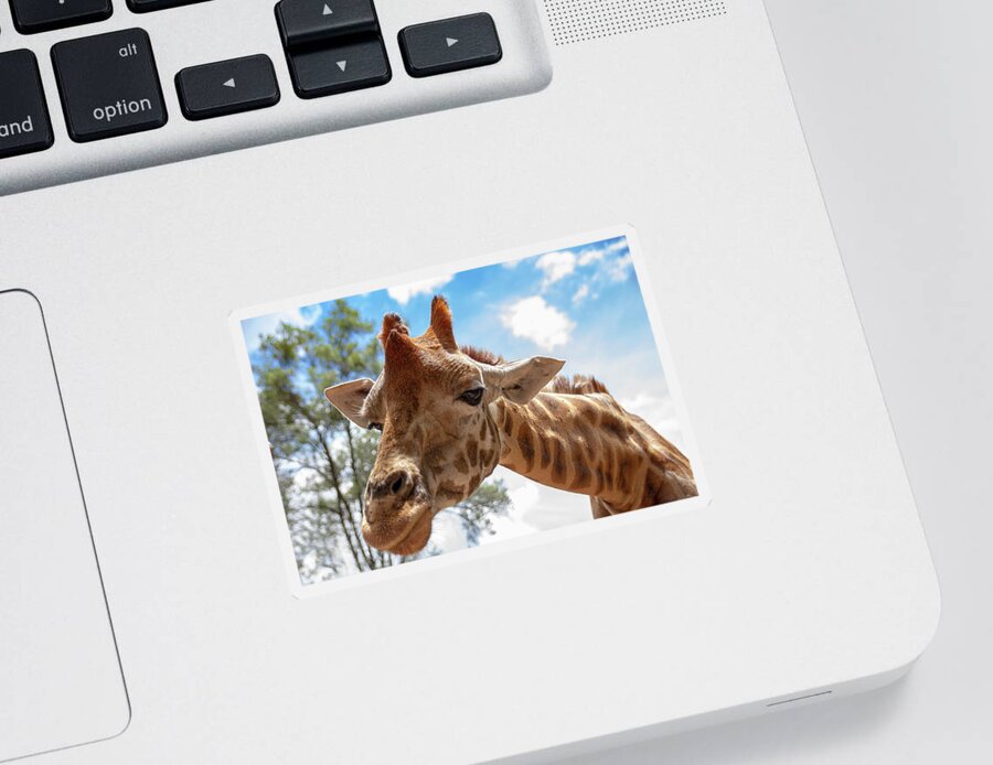 Giraffe Sticker featuring the photograph Giraffe leaning down by Gareth Parkes