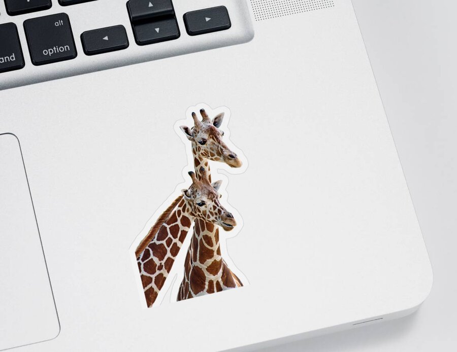 Giraffe Sticker featuring the photograph Giraffe Pair - Transparent by Nikolyn McDonald