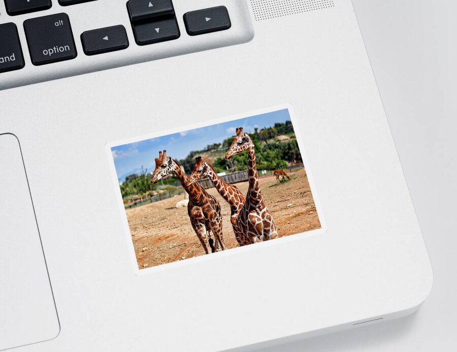 Animals Sticker featuring the photograph Giraffes in the zoo by Constantinos Iliopoulos