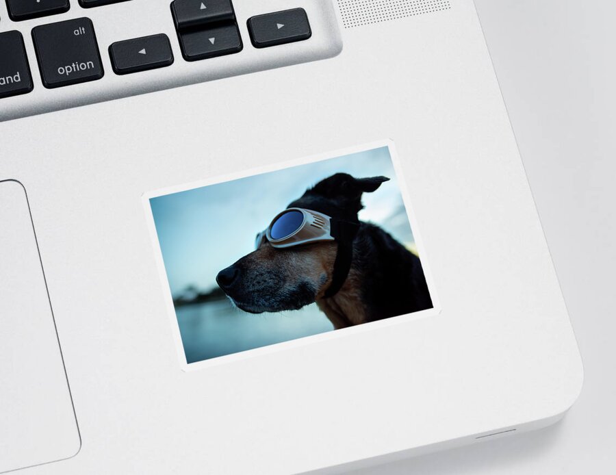 Dog Sticker featuring the photograph Glory Days by Laura Fasulo