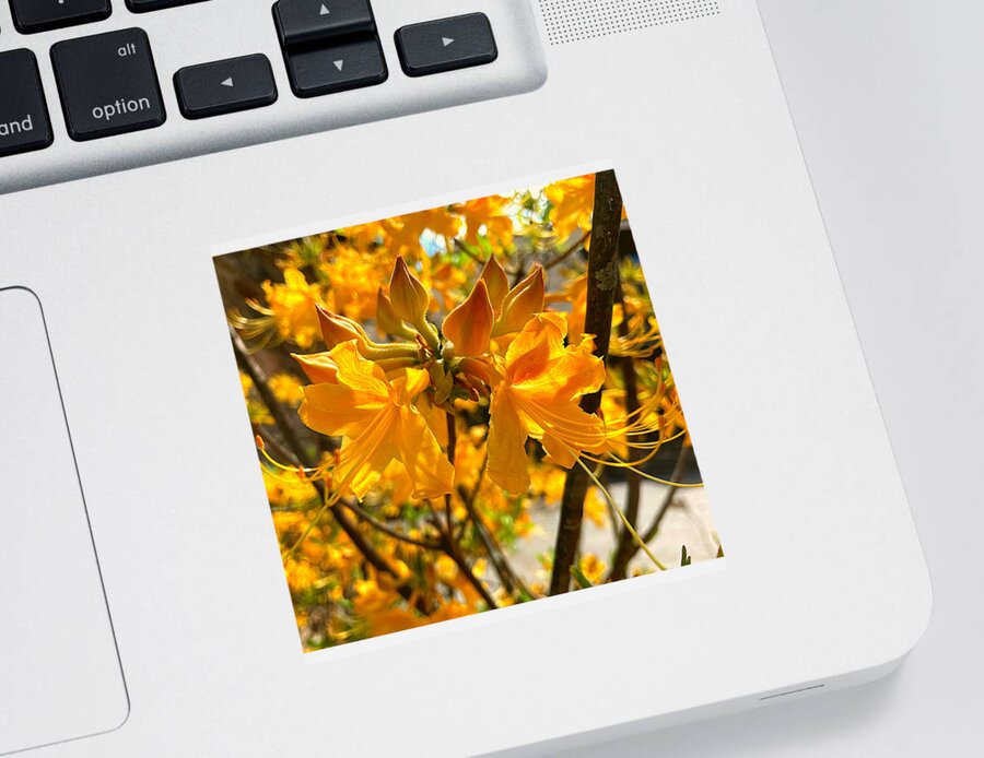 Petal Sticker featuring the photograph Glow Among the Flowers by Lee Darnell