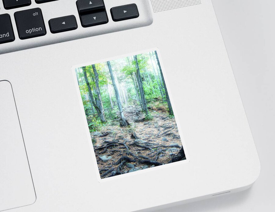 Sugarloaf Mountain Sticker featuring the photograph Glowing Forest Trail by Phil Perkins