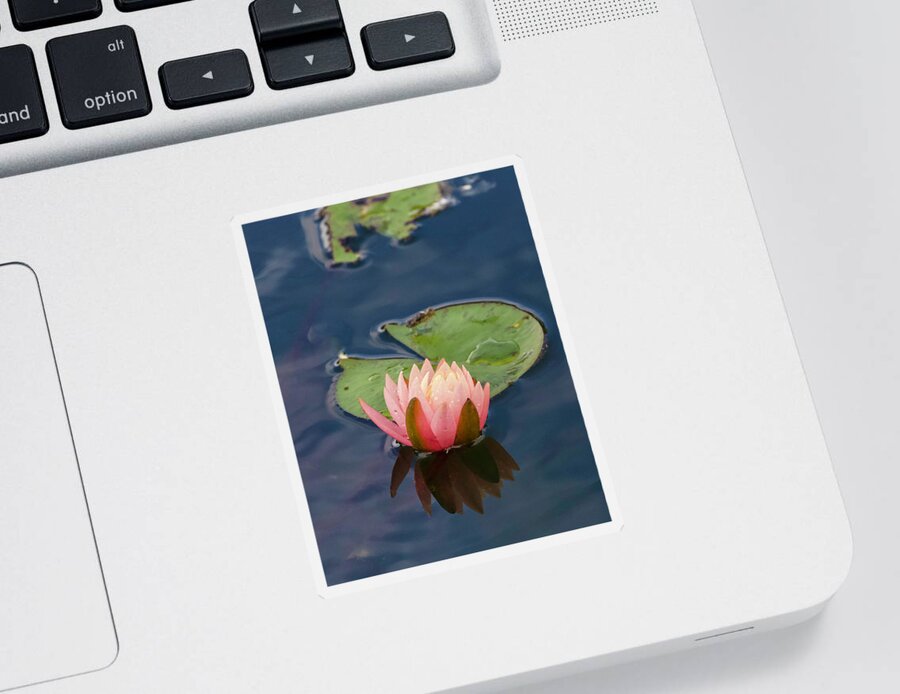 Waterlily Sticker featuring the photograph Glowing Water Lily by Shirley Dutchkowski