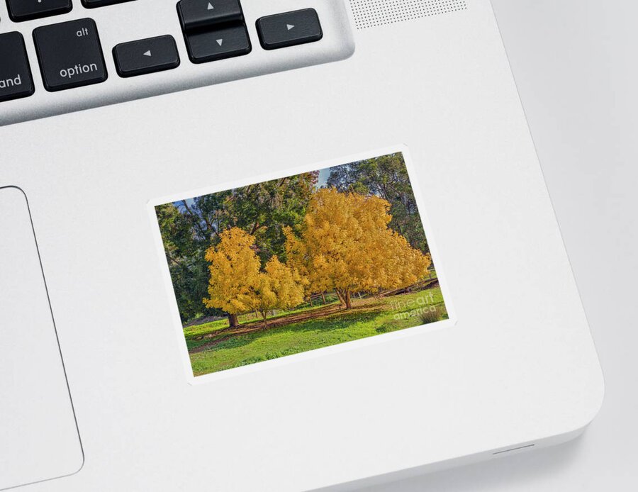 Tree Sticker featuring the photograph Golden Ash Trees #2 by Elaine Teague