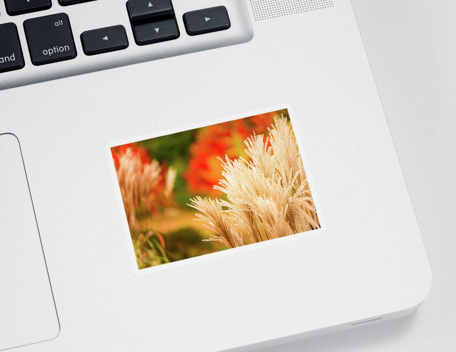 New Hampshire Sticker featuring the photograph Golden Autumn Grass by Jeff Sinon