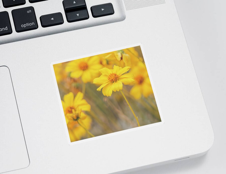 Spring Sticker featuring the photograph Golden Brittlebush by Teresa Wilson
