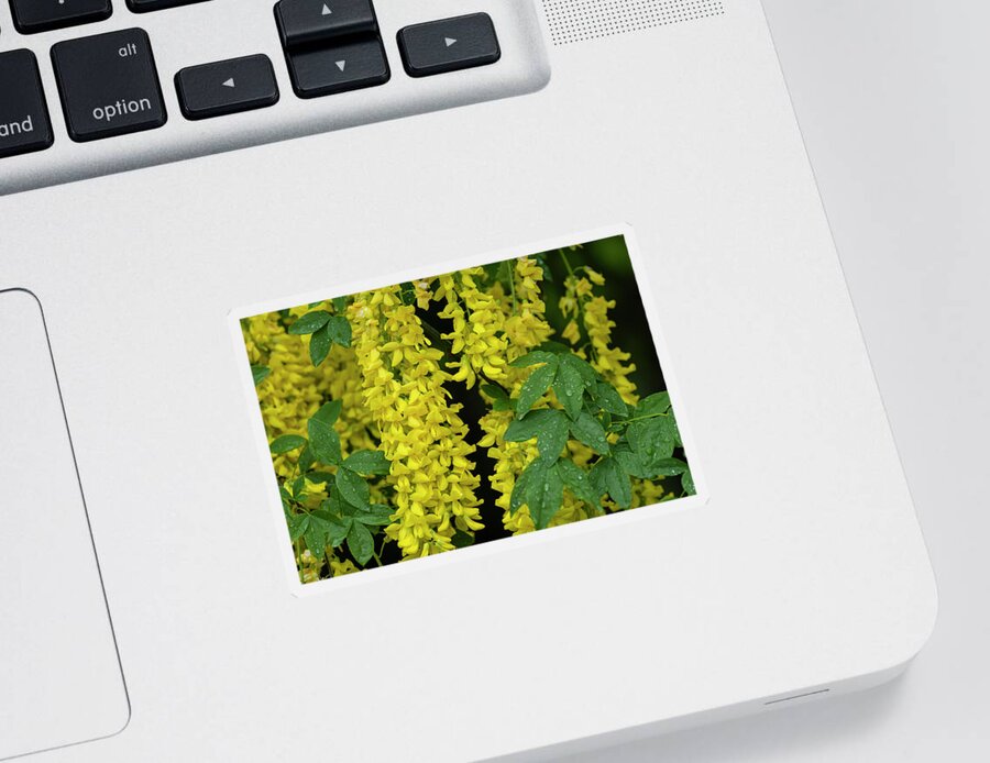 Astoria Sticker featuring the photograph Golden Chain Tree by Robert Potts
