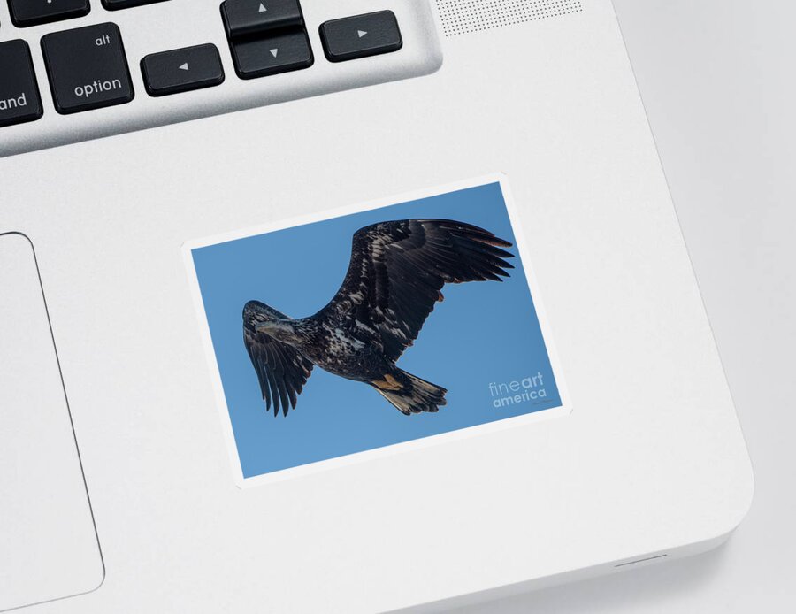 Natanson Sticker featuring the photograph Eagle Flying 3 by Steven Natanson