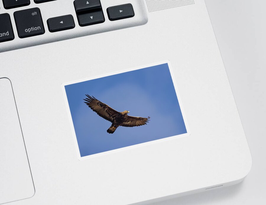 Golden Sticker featuring the photograph Golden Eagle Riding Thermals by Pete Walkden