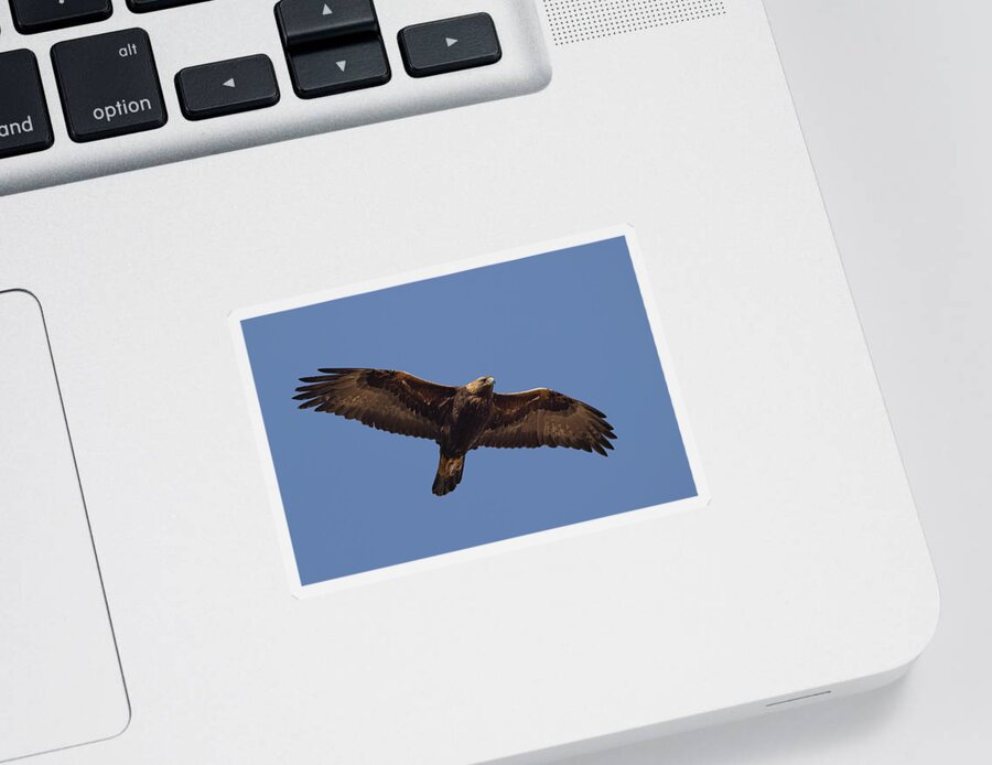 Golden Sticker featuring the photograph Golden Eagle Soaring Over by Pete Walkden